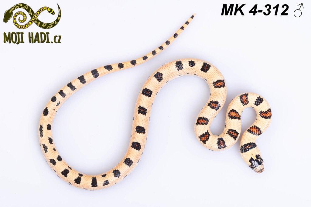 Lampropeltis MAGMAKING