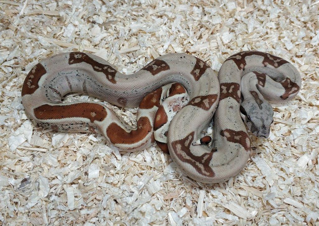 Boa imperator - Normal a Hypo 66% het Sterling VPI