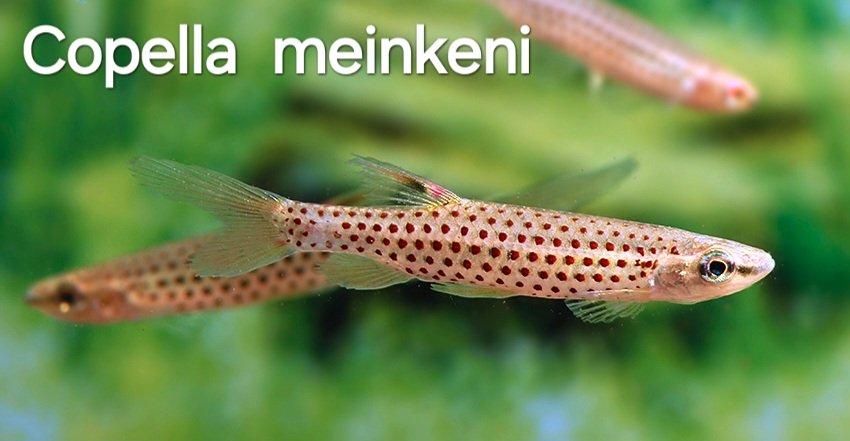 Tetry