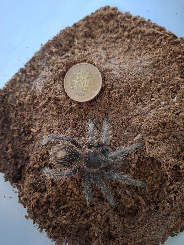 Lasiodora parahybana