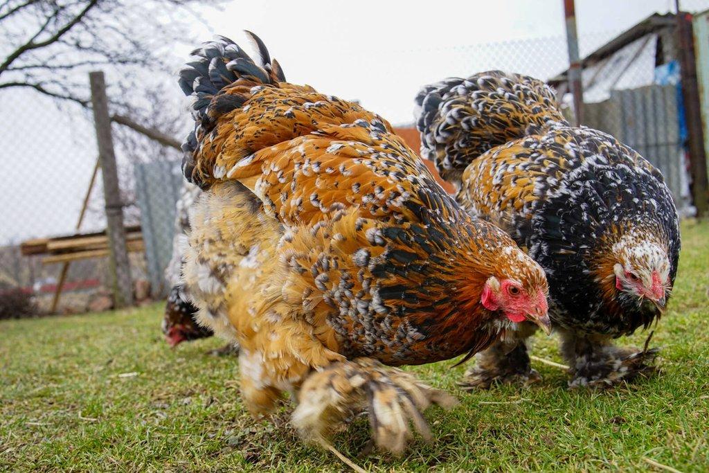 Brahmánky porcelánové🥚 (násadová vejce)