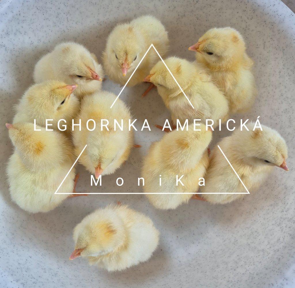 Násadová vajíčka leghornka americká bílá