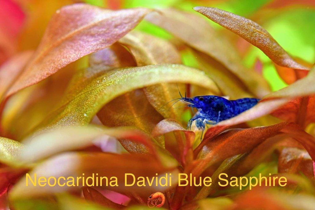TOP PREMIUM AKVA KREVETKY Caridina a Neocaridina - Odchovy