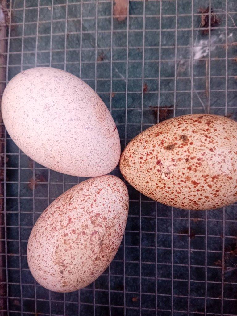 Násadová vejce krůta