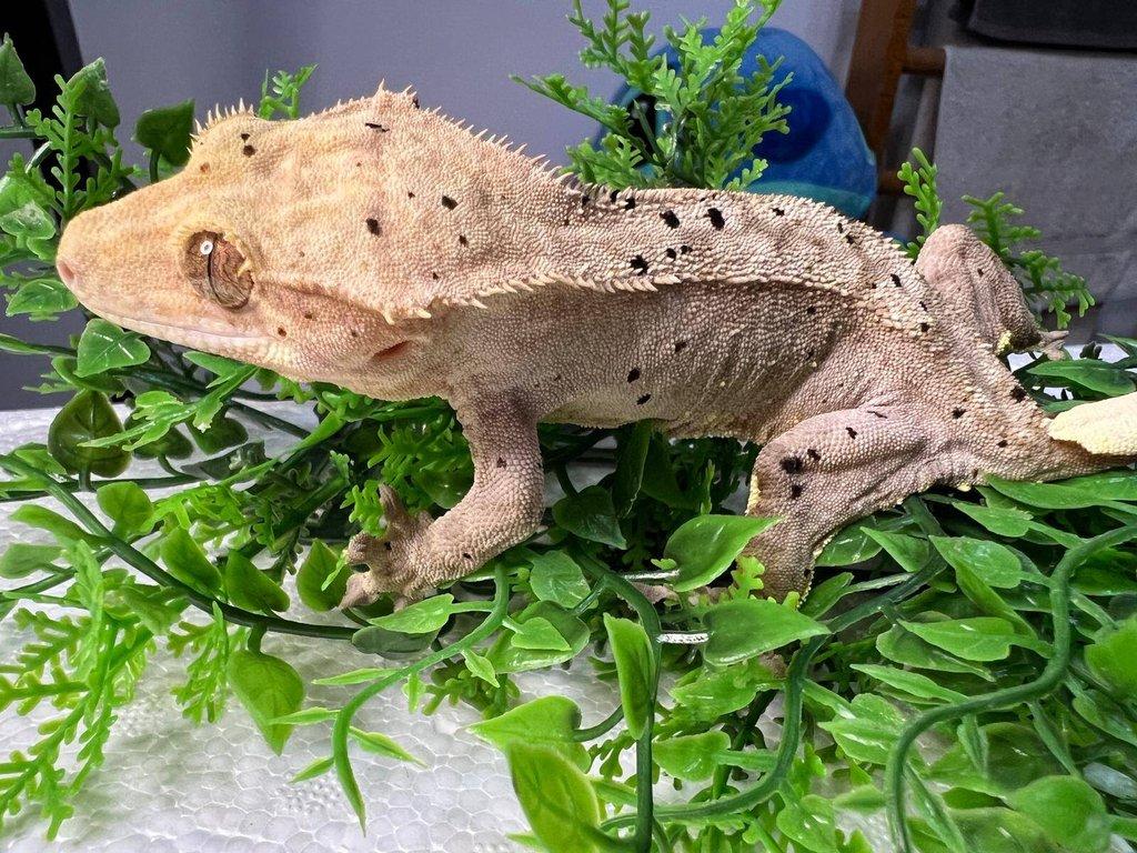 Pagekon řasnatý- Correlophus ciliatus