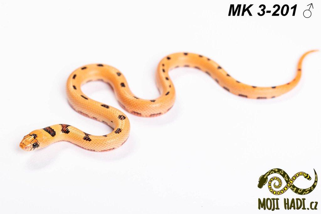 Lampropeltis MAGMAKING