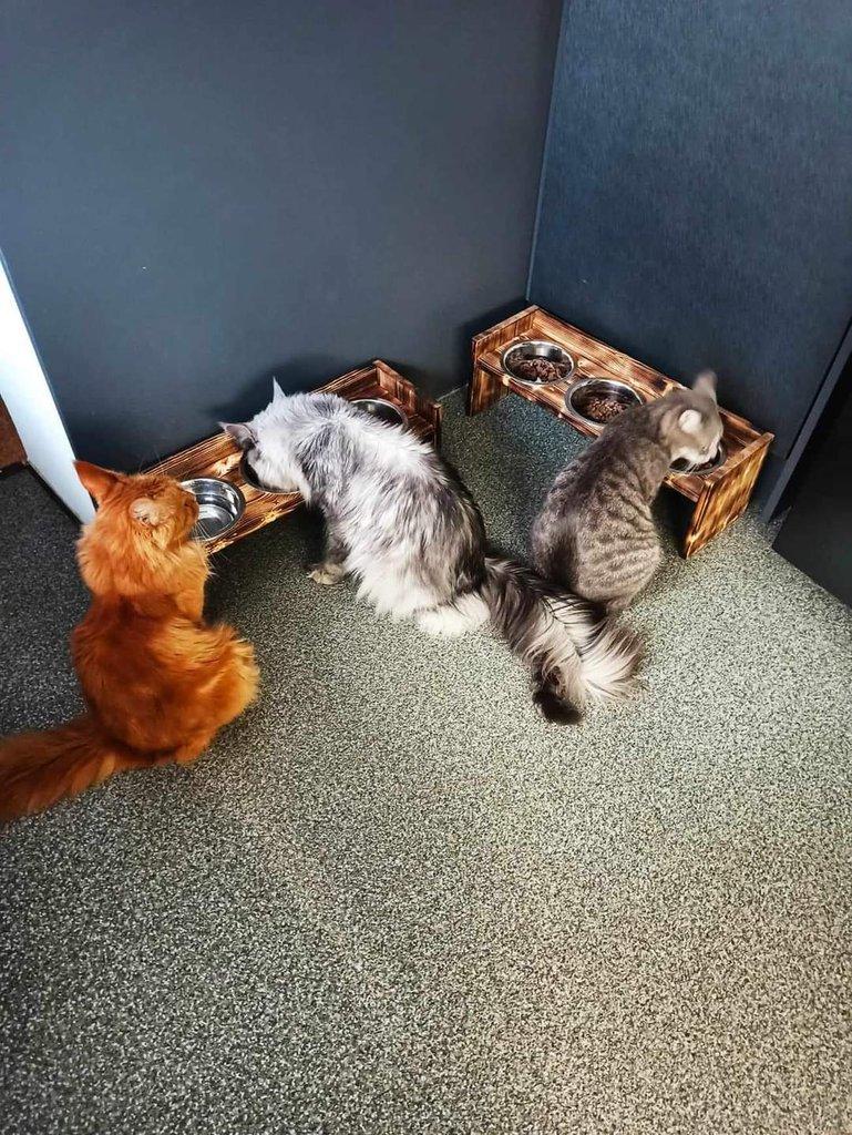 Dog bar