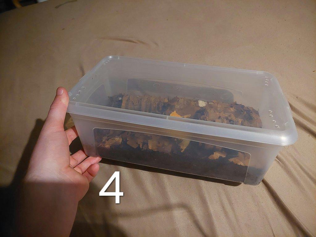 Prodej sbírky isopod