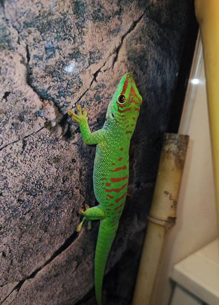 Phelsuma Grandis