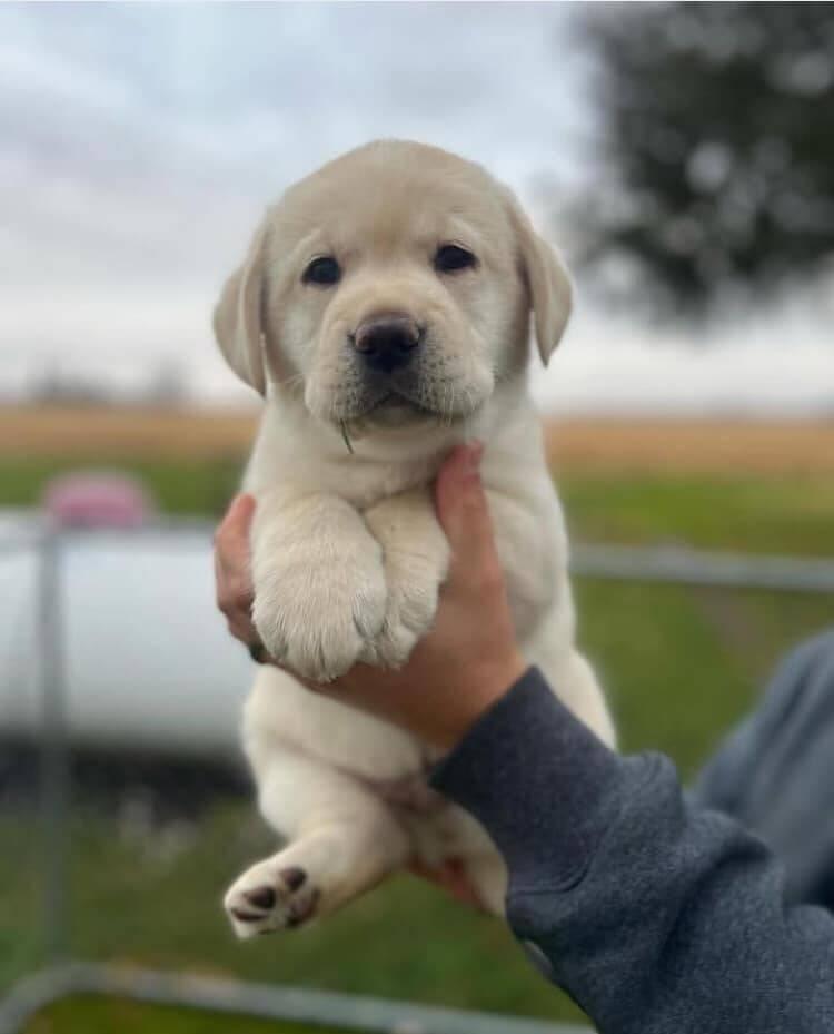 Fenka štene labradora