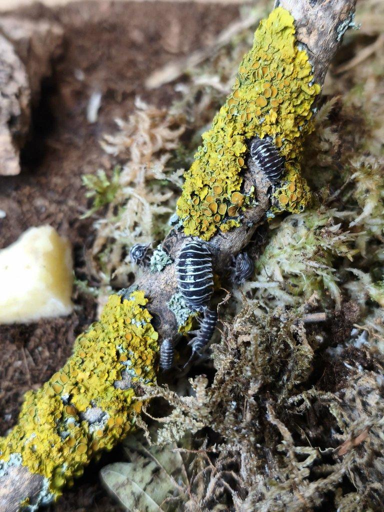 ISOPODY·STÍNKY·CHVOSTOSKOCI - POSÍLÁM / Fauna trhy Ostrava 26.4.