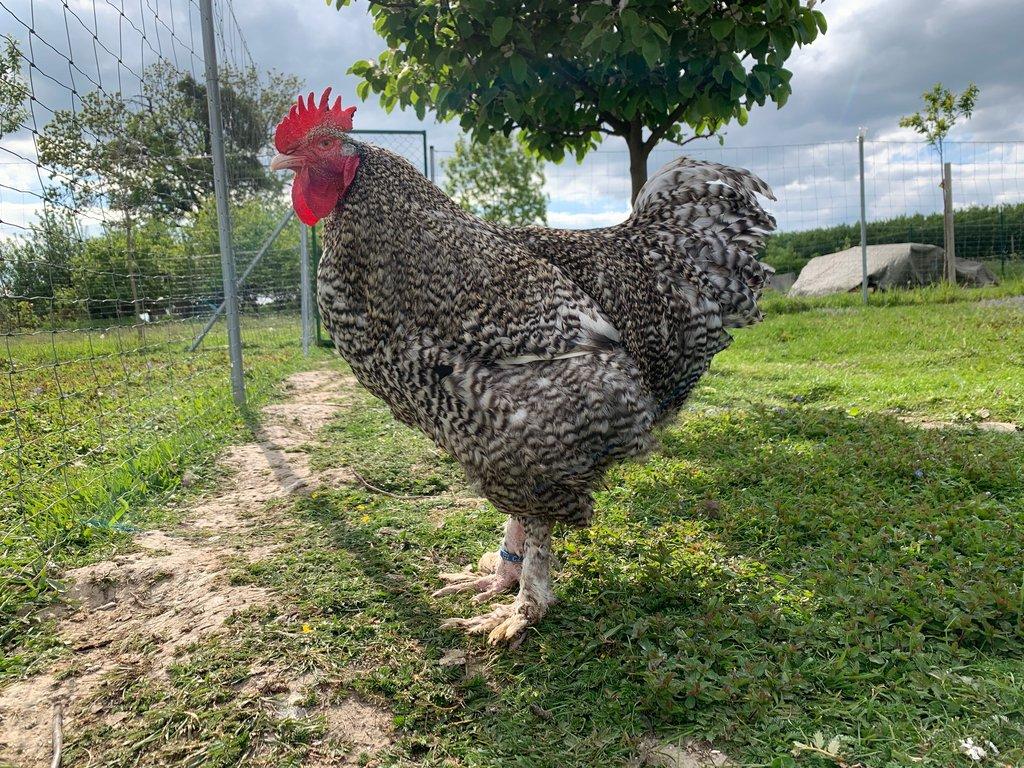 Žerzejský obr, Rodajlendka, Brahmánka porcelánová, Mechelenka🥚 (násadová vejce)