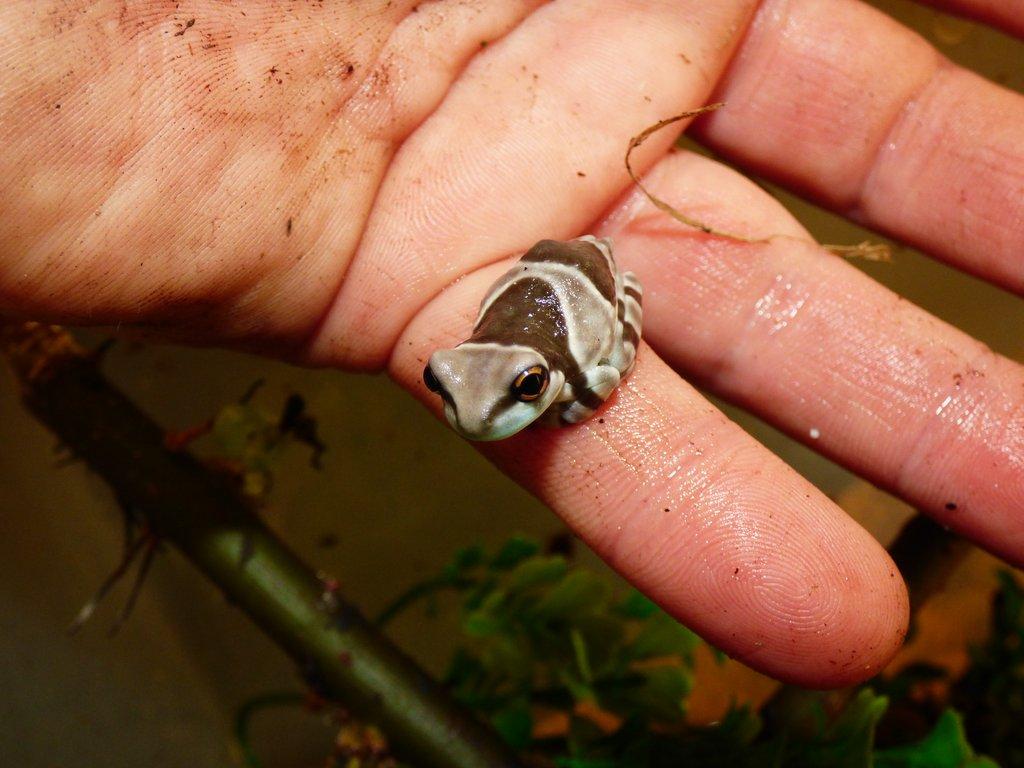 Rosnička včelí (Trachycephalus resinifictrix)