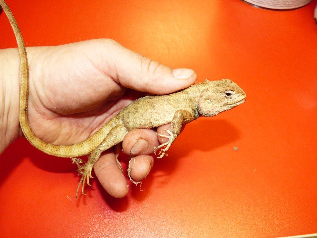 Lepoještěr pestrý (Calotes versicolor) 1,0
