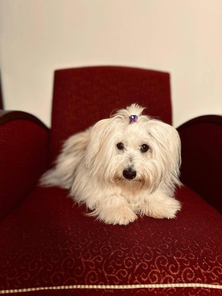Nabízíme štěňátko coton de tulear