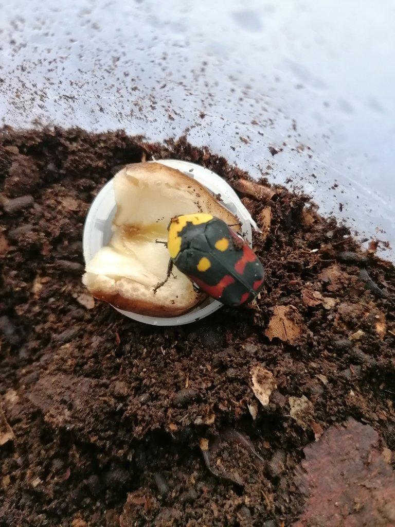 Prodám larvy L2/L3 Pachnoda Iskuulka