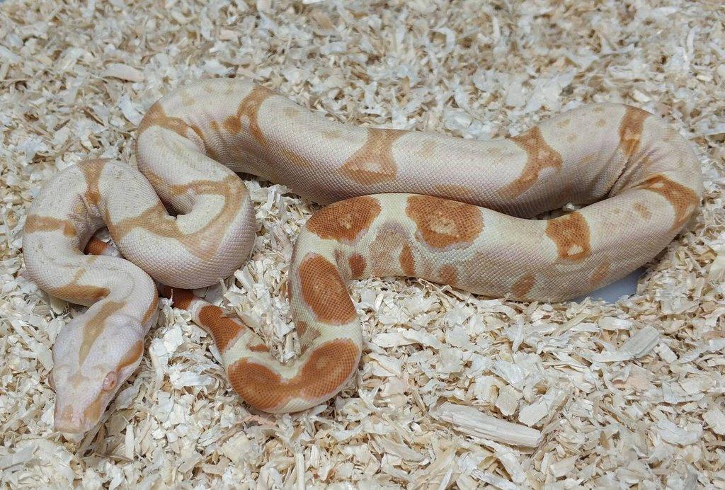Boa imperator- Sharp Sunglow 66% het Sterling,Hypo Sterling