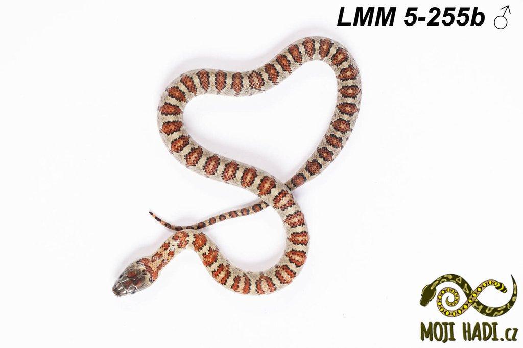 Lampropeltis mexicana mexicana - Korálovka mexická 2024