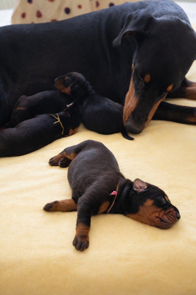 Dobrman – štěňata s PP | vrh M