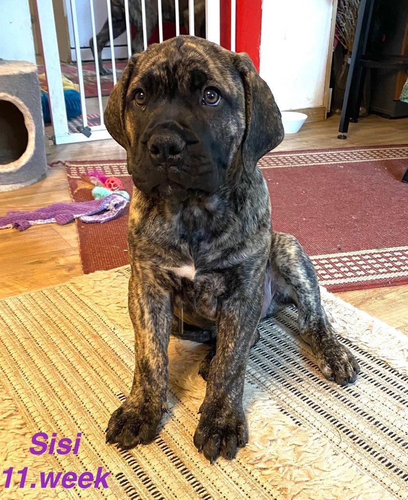 Boerboel štěně prodej FCI rodokmen