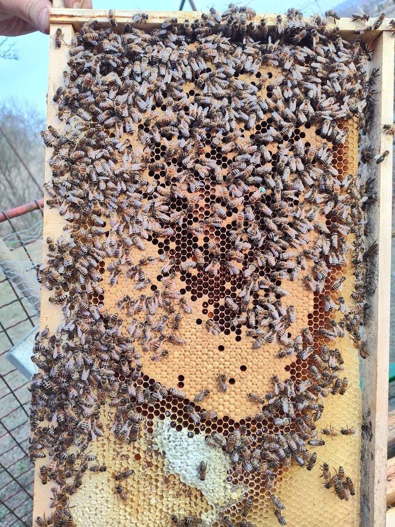 Prodej vyzimovaných včelstev Buckfast