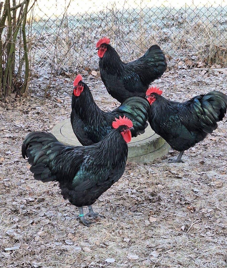 Australka velká černá- Kohouti