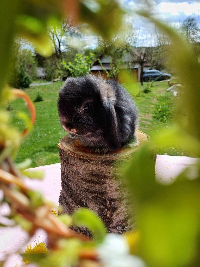 Mini Lop