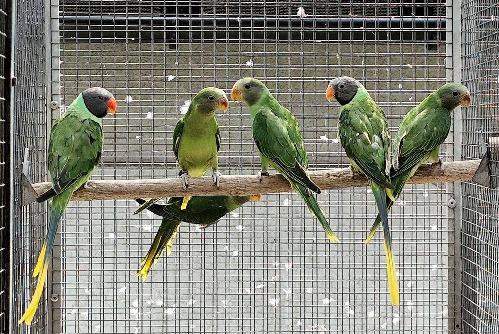 Alexandr černohlavý