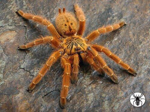 Pterinochilus Murinus RCF