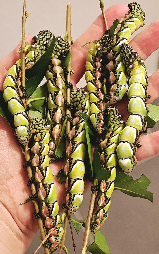 Brahmaea hearseyi vajíčka