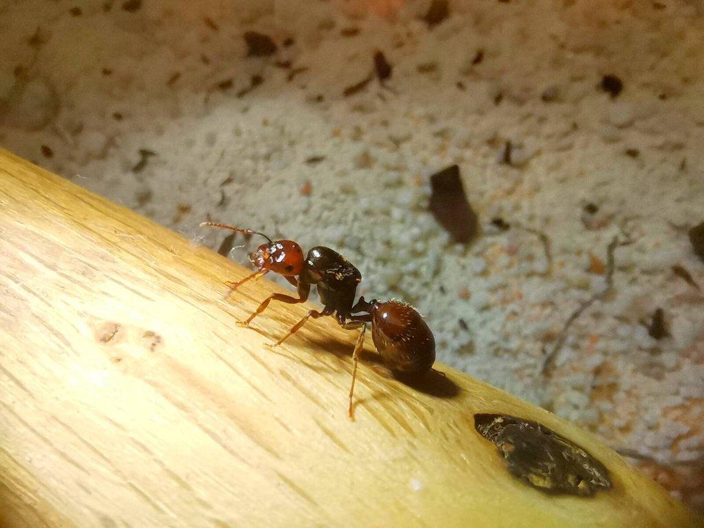Evropské mravenčí královny a kolonie