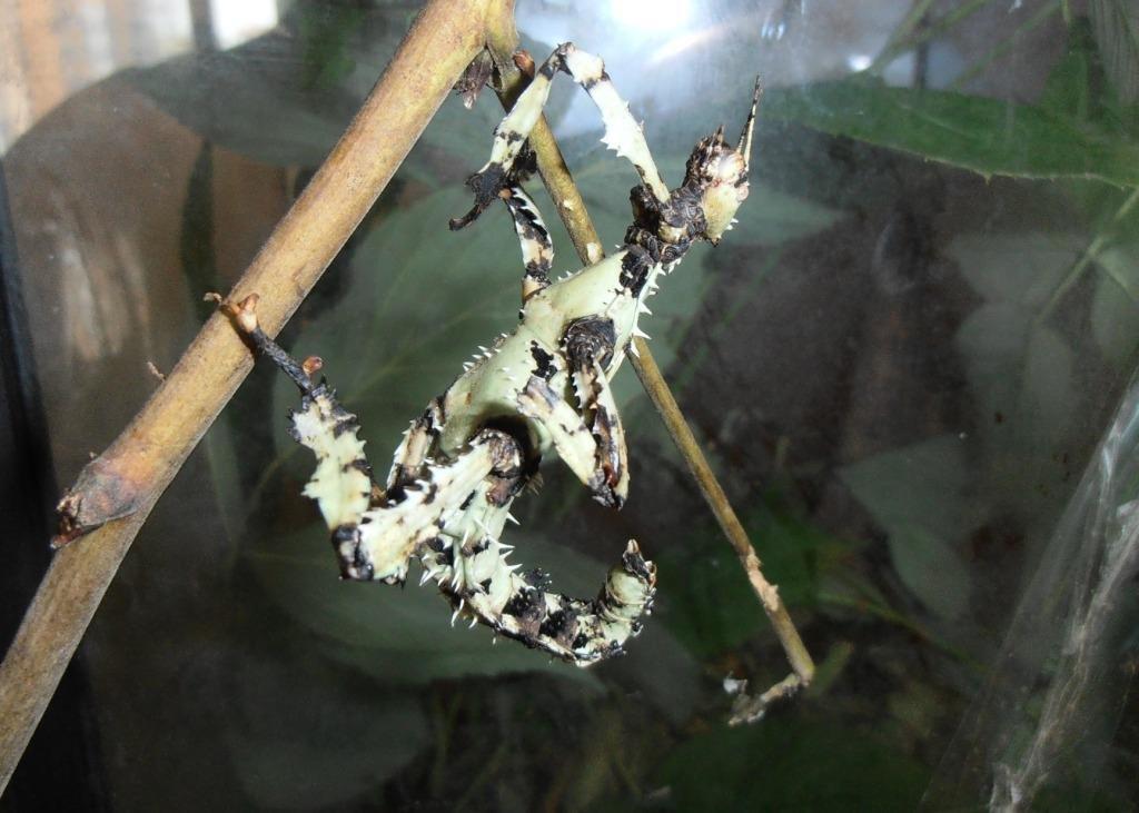 Strašilky Extatosoma tiaratum "lichen"