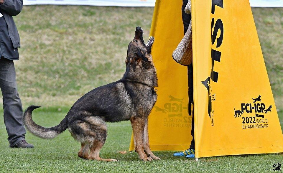 Německý ovčak štěnata z pp