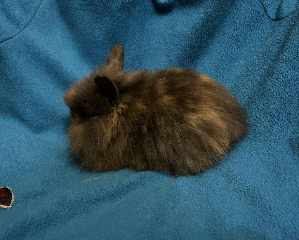 Nabízím zakrslé králíčky- lvíčky s teddy genem