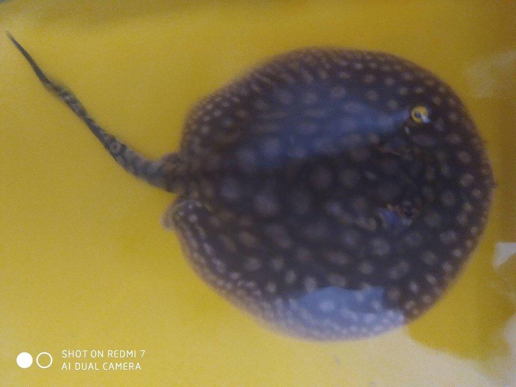 REJNOK -potamotrygon scobina