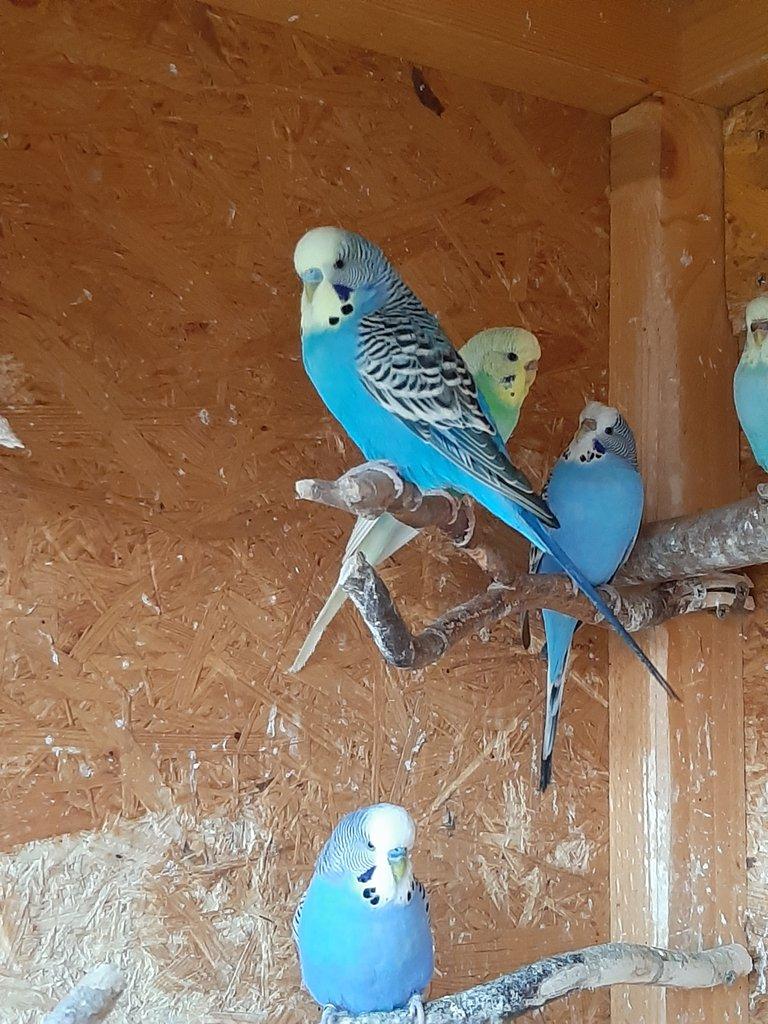 Nabizim andulky vhodné na chov I na ochoceni