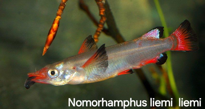 Polozobánky- Nomorhamphus liemi liemi