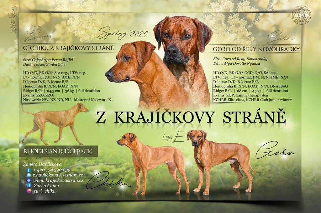 Rhodéský ridgeback - štěňátka s PP