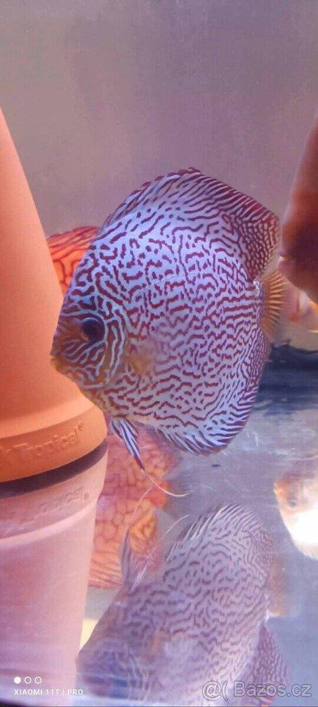 Terčovce terčovci terčovců discus terčovec