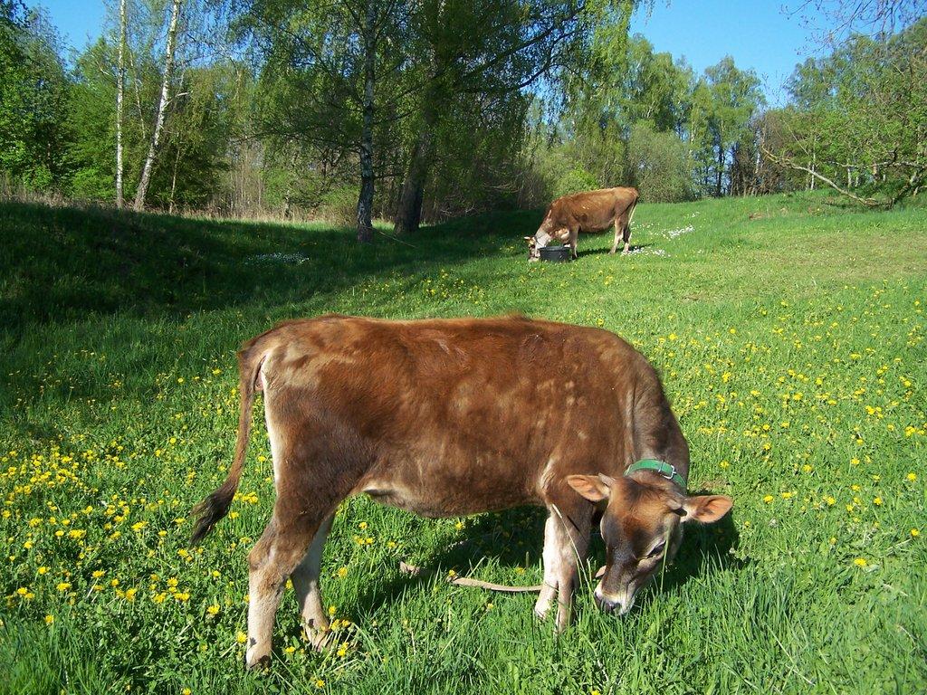 Jalovice 100% Jersey