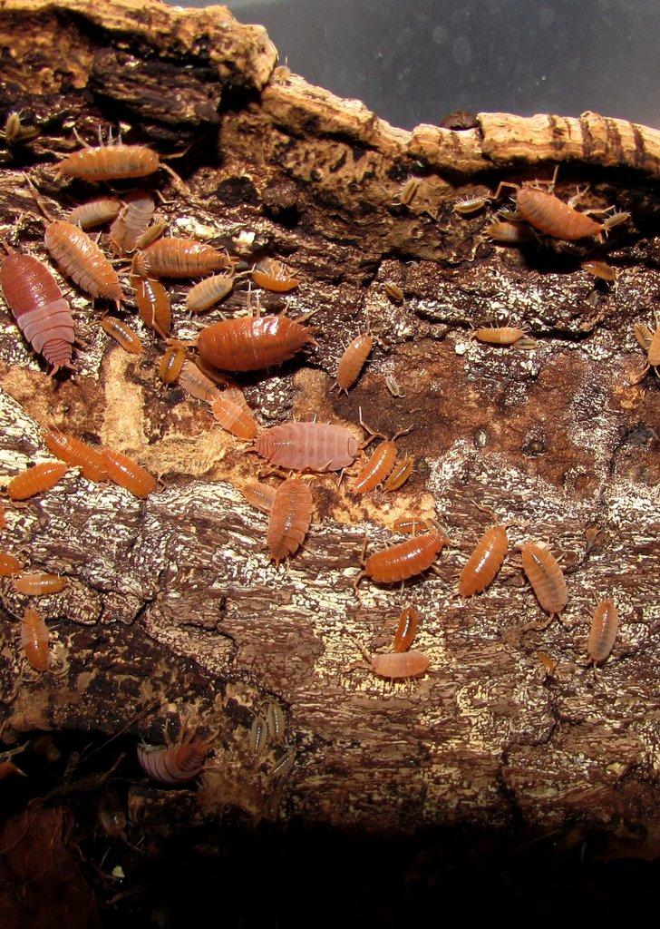Isopody  - hobby,do terárií i krmné,chovné boxy,krmení - Živá exotika 6.9.,stůl J05