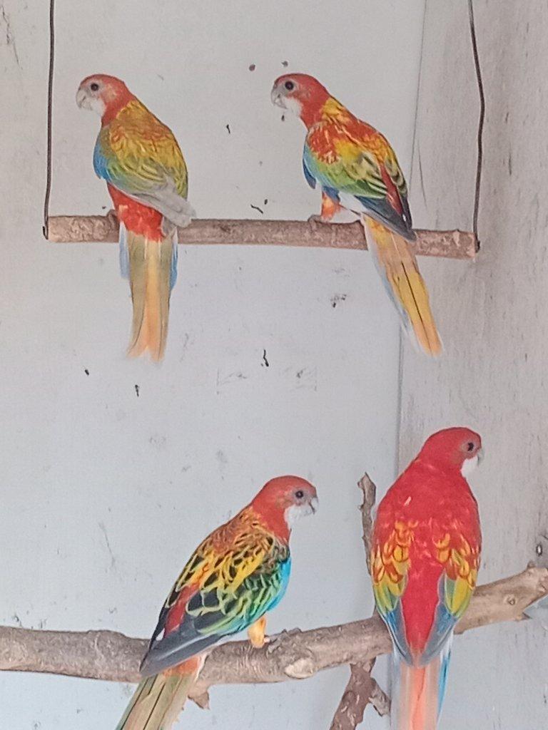 Prodám  mutační rosely