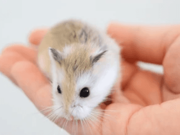 Křečík roborovský - mláďata ze dvou vrhů