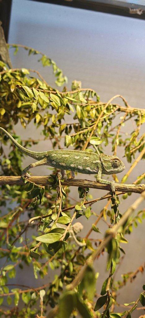 Chameleon Obecný - Chamaeleo Chamaeleon exkluzivní odchov.