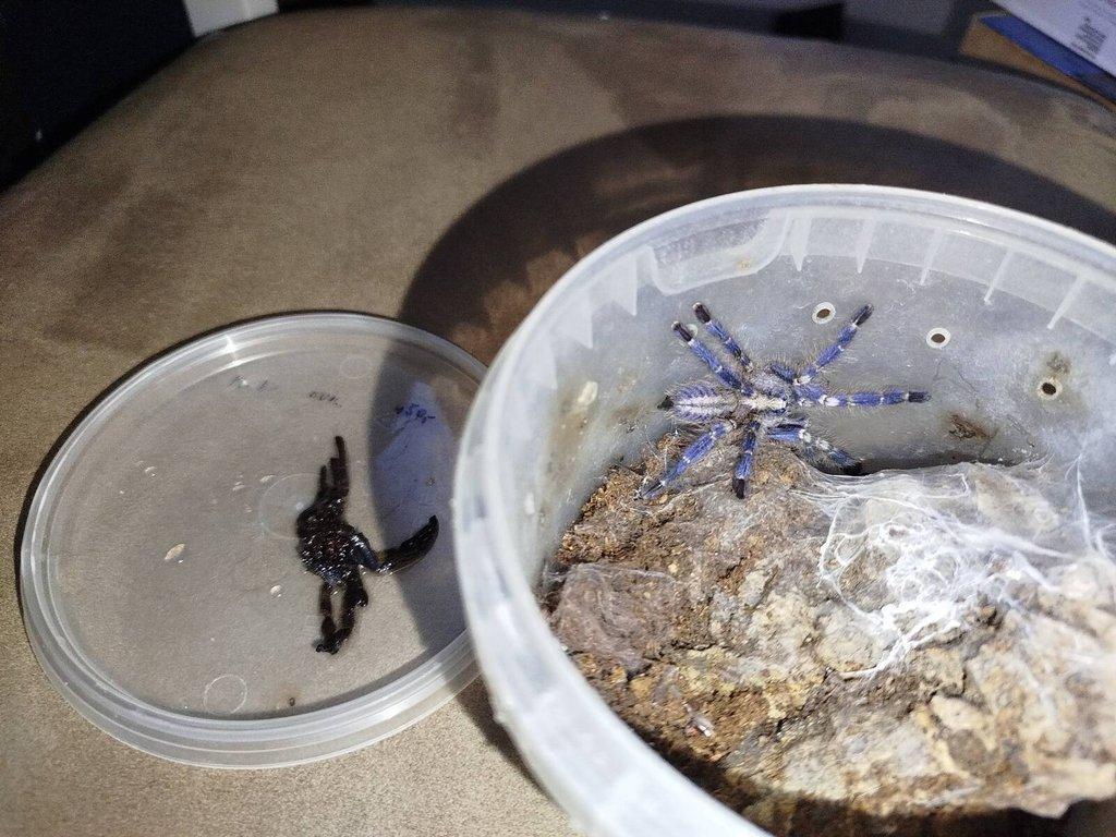 1x samice  H. pulchripes 0.1, 1x O. vietnam silver, 1x P. metallica + menší tera/ vše 3000 Kč