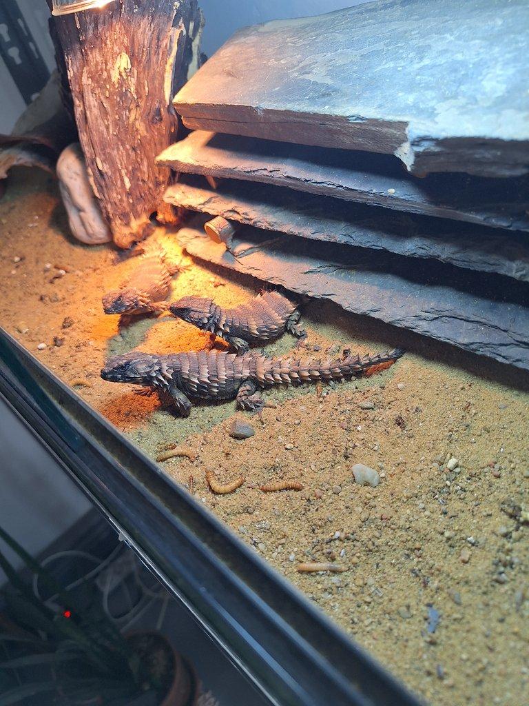 Ouroborus cataphractus