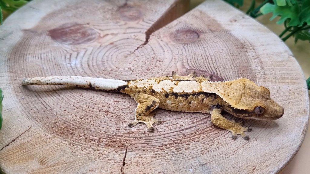 Chovná Samice 43g Extreme Harlequin