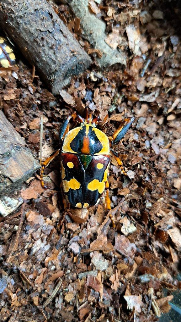 Nabídka larev na Faunatrhy Ostrava 15.2.2026