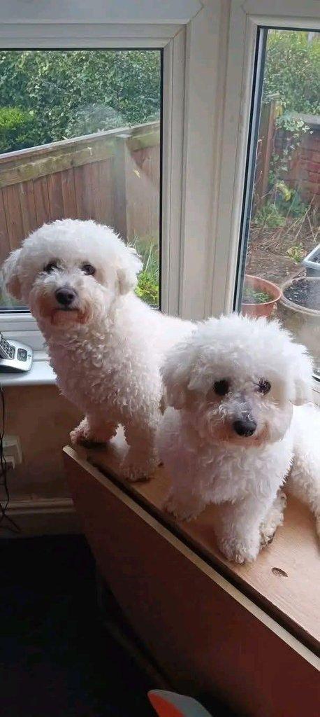 Prodáme rozkošného Bišonek