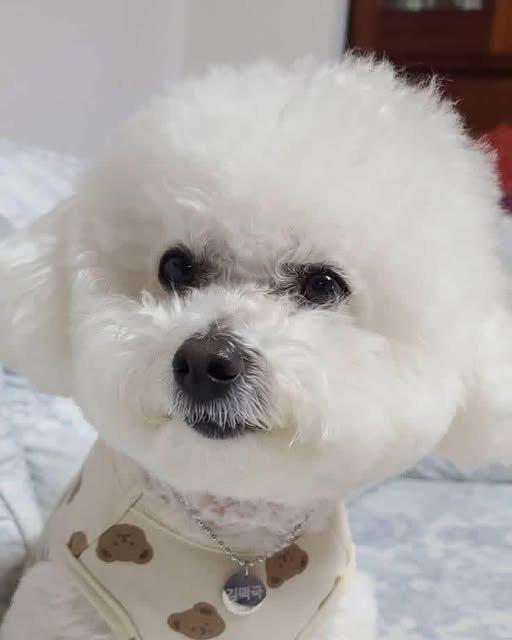 Prodáme rozkošného Bišonek